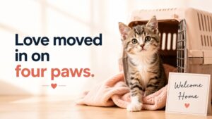 Kitten and Adoption Puns