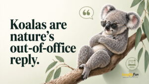Least Cheesy Koala Lines