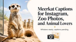 Meerkat Captions for Instagram, Zoo Photos, and Animal Lovers